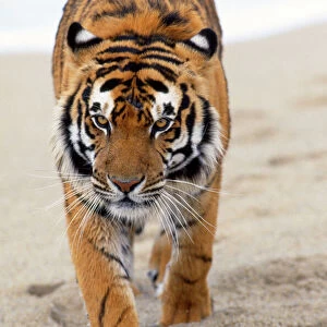 Mammals Collection: Bengal Tiger